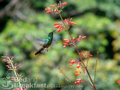 Hummingbird Garden Catalog: Green-Throated Mango